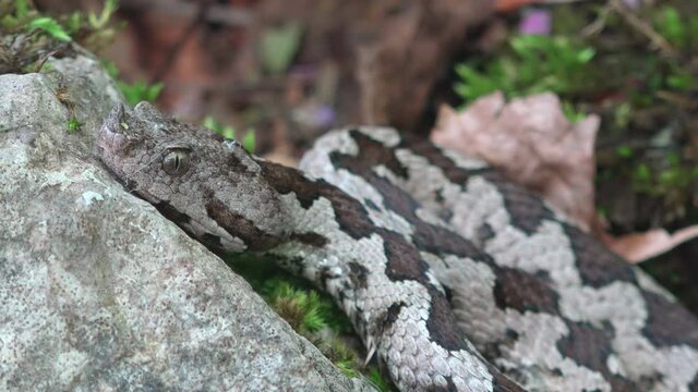 Macro portrait of long nose horned sand viper (Vipera ammodytes)