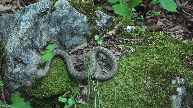 Horned viper (Vipera ammodytes) venomous snake bites man hand trying to catch it