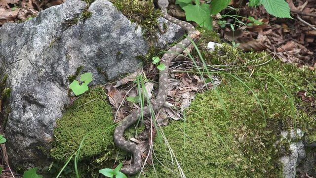 Horned viper (Vipera ammodytes) crawling on green moss in the woods