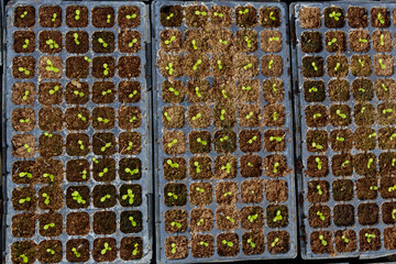 Small lettuce seedlings in cassettes for growing. Growing in a greenhouse and outdoors.