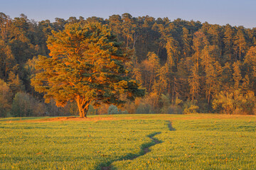Curvy road leading toward lone pine tree at sunset in the green field in summer