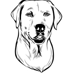 Labrador Dog Head Potrait Vector on a White Background