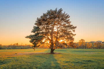 Lone pine tree at sunset in the green field in summer