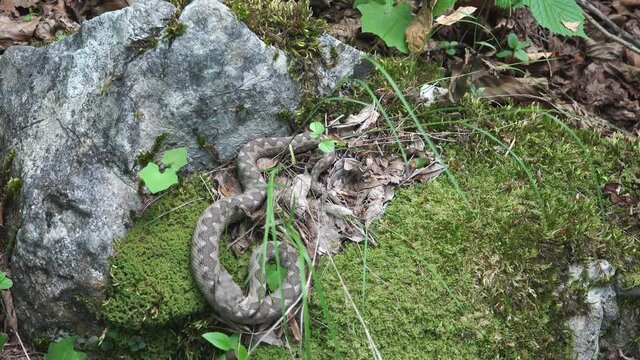 Provoking a nose-horned viper (Vipera ammodytes) with a stick