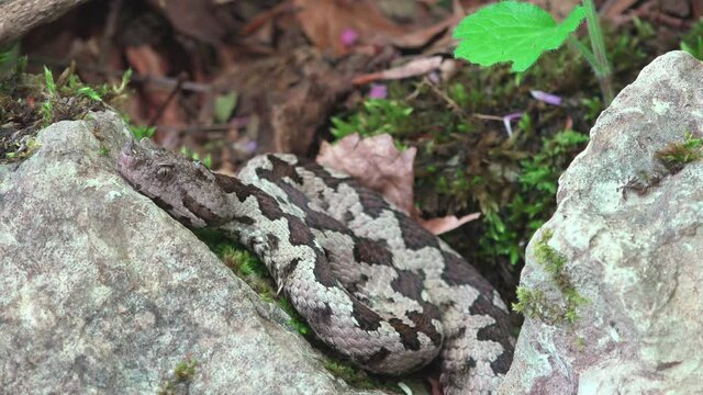 Close-up portrait of long nose horned sand viper (Vipera ammodytes) resting still on a rock