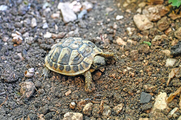Small turtle in garden. Pets.