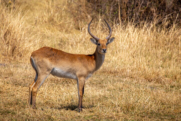 Impala