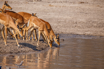 Impala