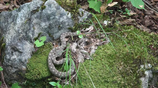 Long-nosed viper on green moss in the woods
