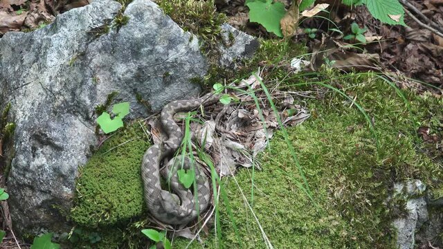 Nose-horned viper on green moss in the forest