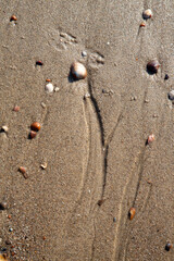 Fototapeta na wymiar Pattern of tiny stream on sandy beach
