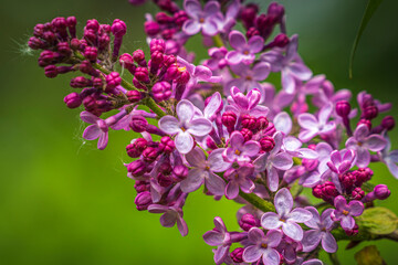 Lilac flowers in the garden with the green background