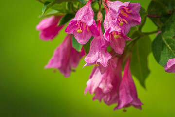 Close up of pink flowers on the green background