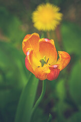 Orange tulip flower with green background 