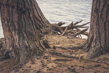 Dancing pine tree with bare roots at the sand beach