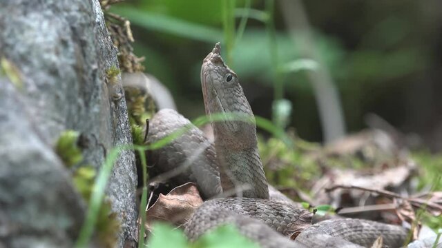 Horned viper head up waiting the prey for ambush attack