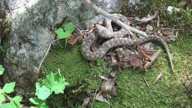 Irresponsible man trying to catch dangerous horned viper (Vipera ammodytes) with a stick