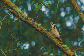 spotted woodpecker on tree