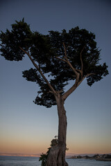 The Monterey Bay Tree at sunset California USA 