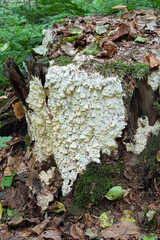 Fungus Antrodia xantha on stump of fir tree