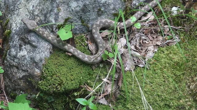 Horned viper (Vipera ammodytes) crawling on a rock