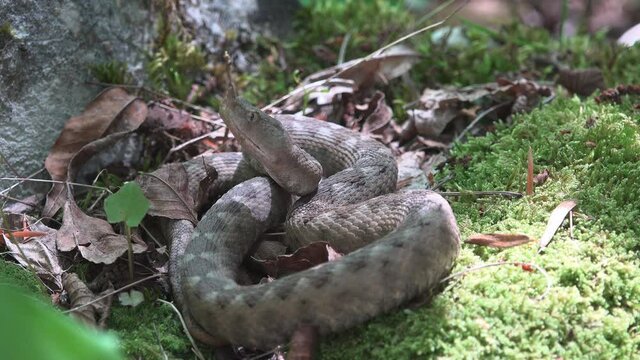 Nosed viper (Vipera ammodytes)head up waiting the prey for ambush attack