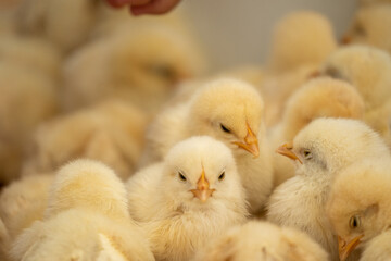 体を寄せ合い暖をとるひよこ