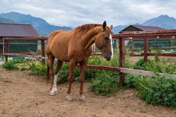 Obraz premium horse in the farm 