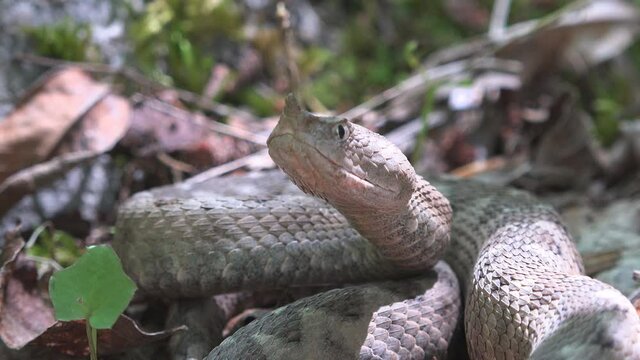 Defensive position of horned viper (Vipera ammodytes) when in danger