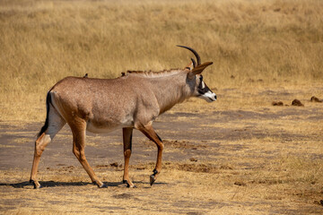 Pferdeantilope
