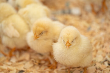 ふわふわした二羽のひよこ