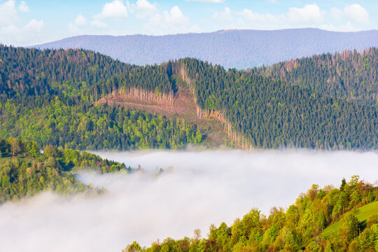beautiful landscape of carpathian mountains. fog in the rural valley. forested hills and grassy meadows on hillside in springtime. borzhava ridge in the distance. nature scenery on a sunny morning