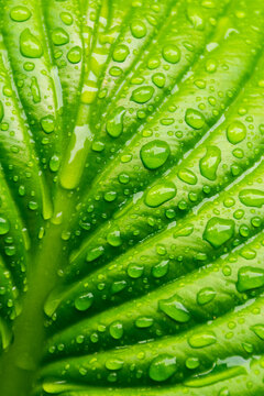 dew on the leaf in the garden. green plant closeup. natural wet texture. fresh nature background
