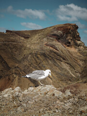 Seagull surrounded by the rugged rocky coastal landscape of the Ponta de São Lourenço peninsula, Madeira, Portugal