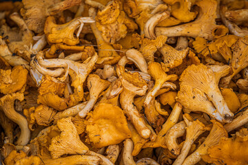 Fresh yellow chanterelles mushrooms on sale at village market