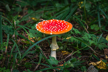 Amanita muscaria fly mushroom in a forest