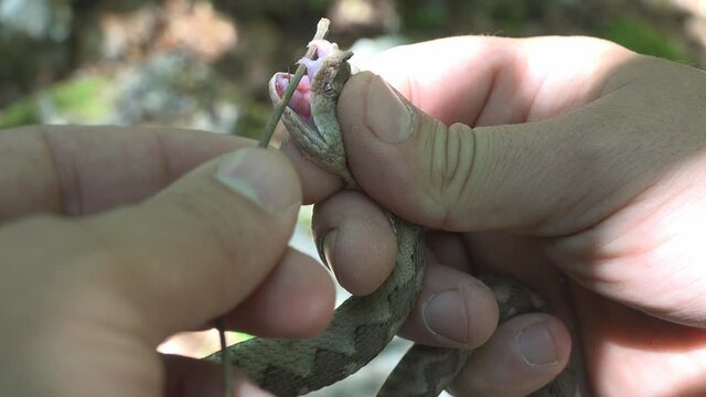 Herpetologist opening the mouth of a horned viper to show the venomous fangs