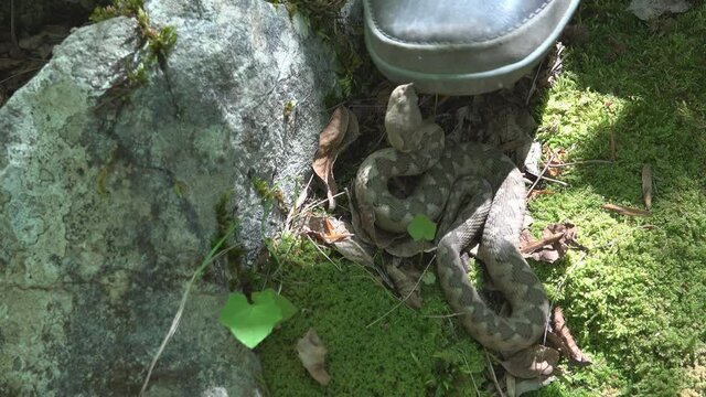 Hiker avoid stepping on horned viper venomous snake
