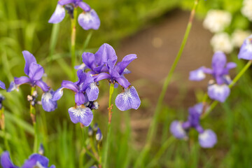 Violet and blue iris flowers closeup on green garden background. Sunny day. Lot of irises. Large cultivated flowerd of bearded iris. Blue and violet iris flowers are growing in garden