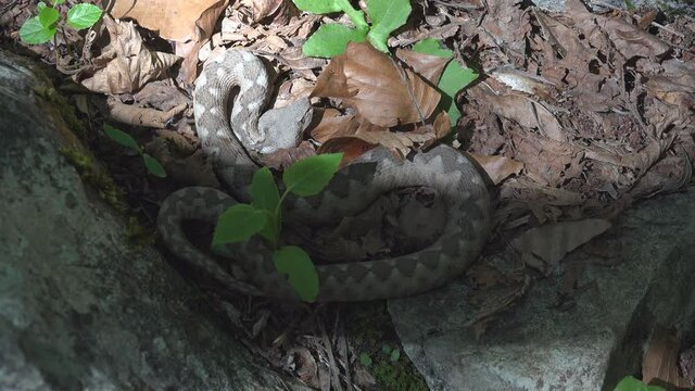 Vipera ammodytes staying completely still on the forest ground