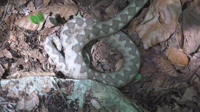 Horned viper crawling away when human approaching
