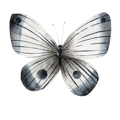 Digital raster watercolour illustration of butterflies in vintage style in blues and greys.