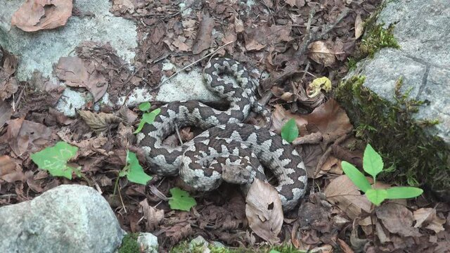 Vipera ammodytes in attack position