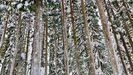 Obraz premium 鬱蒼と生い茂る雪が積もる杉林 