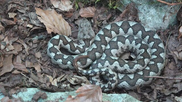 Horned viper well camouflaged in the dead leaves of the woods