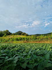 Rural landscape with soybean fields.