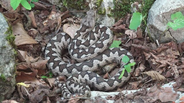 Vipera ammodytes well camouflaged in the dead leaves of the forest
