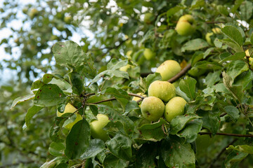 Fresh ripe green apples on tree in a garden