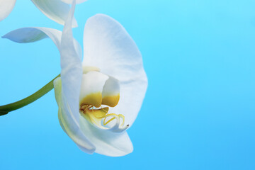 White orchid on an blue background