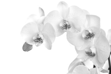 Fototapeta na wymiar White beautiful orchid on an white background